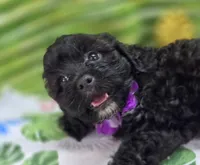 Twink, a female Cavapoo for sale in Galena, MO – 3 of 8