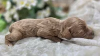 Ladybug, a female Cavapoo for sale in Galena, MO – 4 of 5