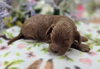 Milan, a male Cockapoo for sale in Galena, MO – 2 of 5