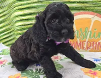 Tinkerbell, a female Cockapoo for sale in Galena, MO – 2 of 9