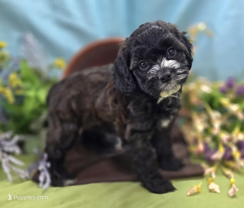 Flopsy – Cockapoo puppy for sale in Galena, MO
