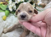 Cricket, a male Cavapoo for sale in Galena, MO – 5 of 5