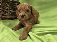 Beetle, a male Cavapoo for sale in Galena, MO – 3 of 6
