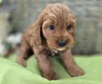 Tulip, a female Cockapoo for sale in Galena, MO – 6 of 8