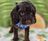 Meeko, a male Cockapoo for sale in Galena, MO – 1 of 10