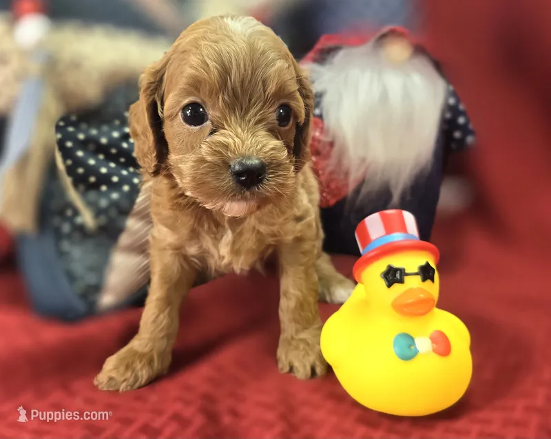 Ladybug – Cavapoo puppy for sale in Galena, MO