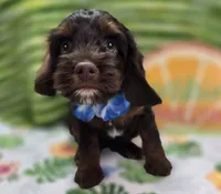 Meeko, a male Cockapoo for sale in Galena, MO – 2 of 10