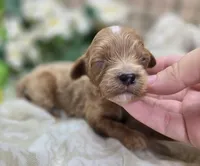 Ladybug, a female Cavapoo for sale in Galena, MO – 2 of 5