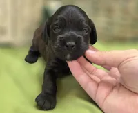 Tinkerbell, a female Cockapoo for sale in Galena, MO – 2 of 4