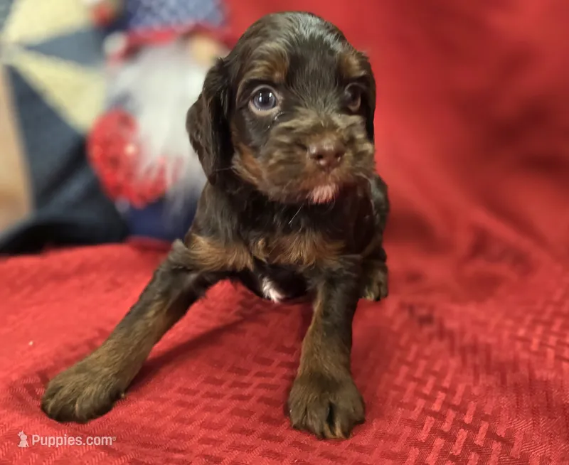 Meeko – Cockapoo puppy for sale in Galena, MO