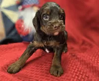 Meeko, a male Cockapoo for sale in Galena, MO – 7 of 10