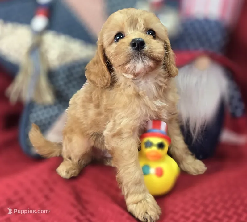 Miles – Cavapoo puppy for sale in Galena, MO