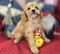 Miles, a male Cavapoo for sale in Galena, MO – 4 of 8