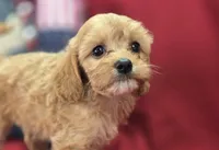 Miles, a male Cavapoo for sale in Galena, MO – 5 of 8