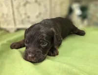 Meeko, a male Cockapoo for sale in Galena, MO – 3 of 6