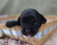 Cash, a male Cavapoo for sale in Galena, MO – 2 of 5