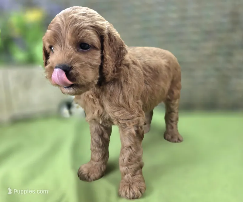 Versace – Cockapoo puppy for sale in Galena, MO
