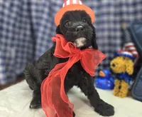 Paisley, a female Cavapoo for sale in Galena, MO – 1 of 7