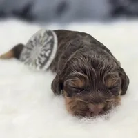 Castor, a male Cockapoo for sale in Galena, MO – Photo 6 of 7