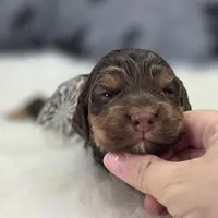 Castor, a male Cockapoo for sale in Galena, MO – Photo 1 of 7