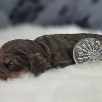 Castor, a male Cockapoo for sale in Galena, MO – Photo 7 of 7