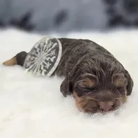 Castor, a male Cockapoo for sale in Galena, MO – Photo 2 of 7