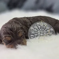 Castor, a male Cockapoo for sale in Galena, MO – Photo 5 of 7
