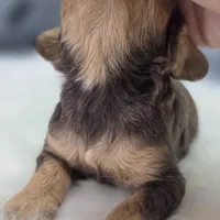 Castor, a male Cockapoo for sale in Galena, MO – Photo 4 of 7
