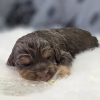 Castor, a male Cockapoo for sale in Galena, MO – Photo 3 of 7