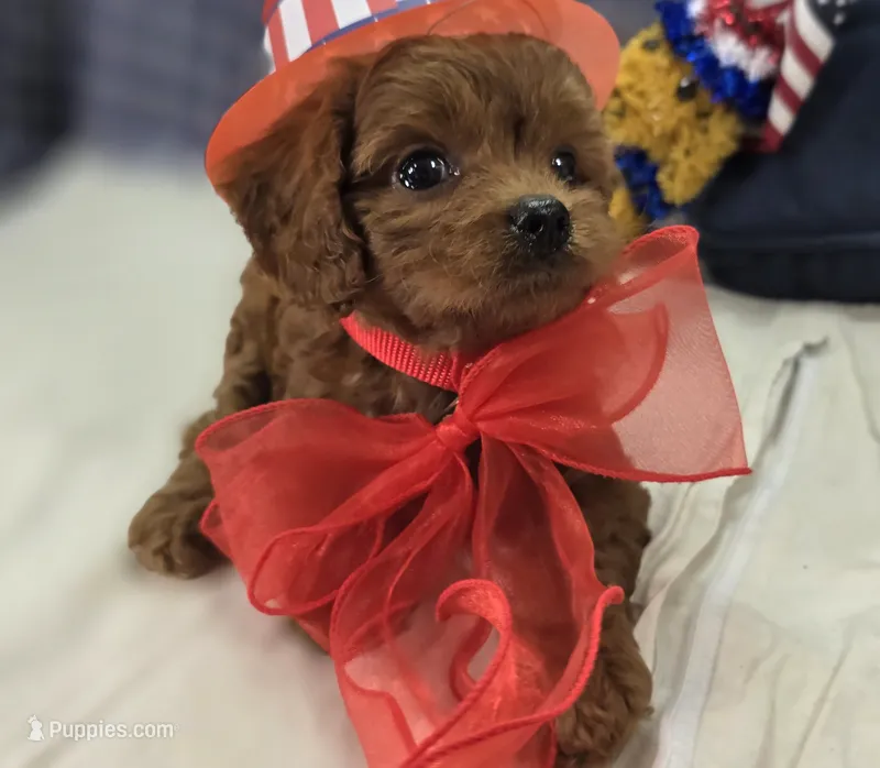 Katydid – Cavapoo puppy for sale in Galena, MO