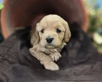 Knotty, a male Cockapoo for sale in Galena, MO – 4 of 7