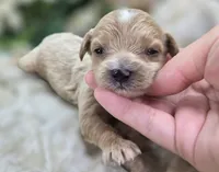 Cricket, a male Cavapoo for sale in Galena, MO – 3 of 5