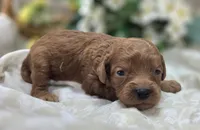 Beetle, a male Cavapoo for sale in Galena, MO – 5 of 5