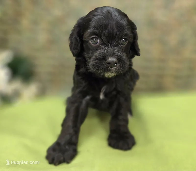 Trigger – Cavapoo puppy for sale in Galena, MO