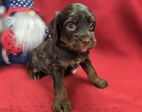 Meeko, a male Cockapoo for sale in Galena, MO – 8 of 10