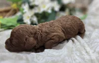 Katydid, a female Cavapoo for sale in Galena, MO – 4 of 5