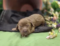 Sprout, a male Cockapoo for sale in Galena, MO – 5 of 6