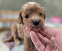 Miles, a male Cavapoo for sale in Galena, MO – 4 of 6