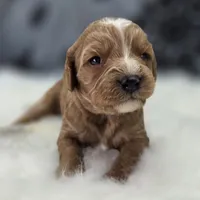 Snowflake, a female Cavapoo for sale in Galena, MO – Photo 6 of 7