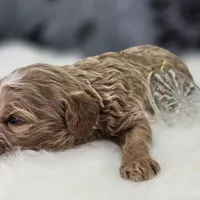 Snowflake, a female Cavapoo for sale in Galena, MO – Photo 7 of 7