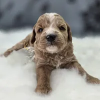 Snowflake, a female Cavapoo for sale in Galena, MO – Photo 1 of 7