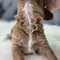 Snowflake, a female Cavapoo for sale in Galena, MO – Photo 5 of 7