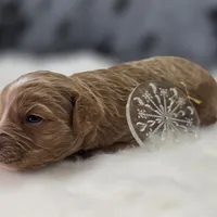 Snowflake, a female Cavapoo for sale in Galena, MO – Photo 3 of 7