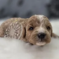 Snowflake, a female Cavapoo for sale in Galena, MO – Photo 2 of 7