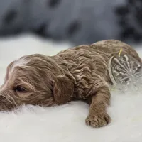 Snowflake, a female Cavapoo for sale in Galena, MO – Photo 4 of 7