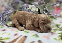 Versace, a male Cockapoo for sale in Galena, MO – 3 of 5