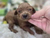 Honeybee, a female Cavapoo for sale in Galena, MO – 4 of 5