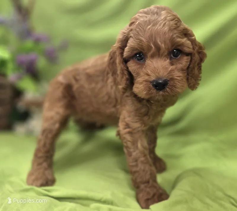 Nigel – Cockapoo puppy for sale in Galena, MO