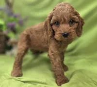 Nigel, a male Cockapoo for sale in Galena, MO – 1 of 8