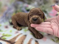 Prada, a female Cockapoo for sale in Galena, MO – 2 of 2